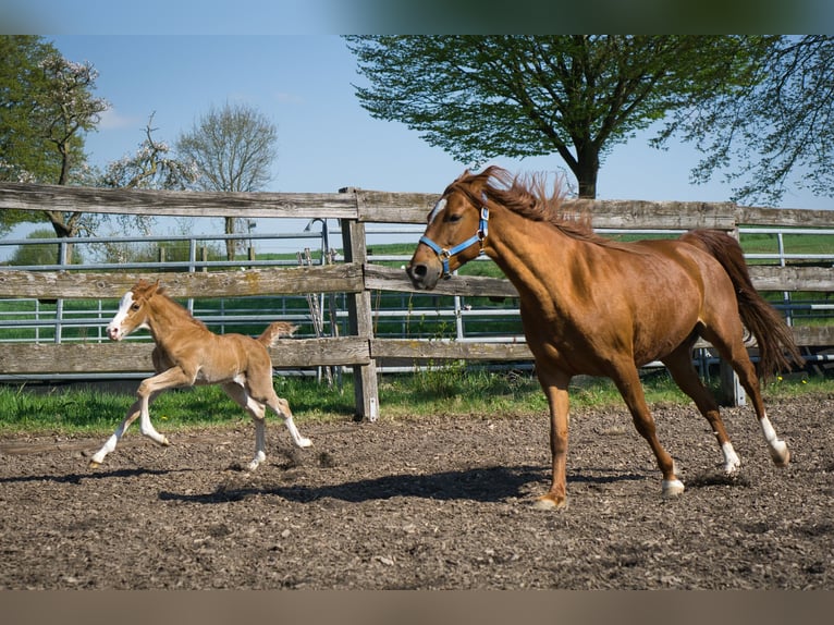 Missouri Foxtrotter Hengst 1 Jaar Vos in Blomberg