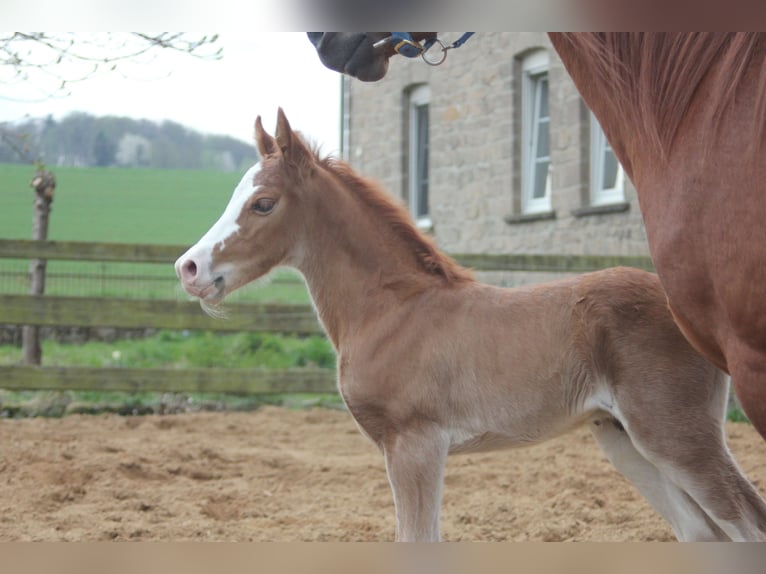 Missouri Foxtrotter Hengst 1 Jahr Fuchs in Blomberg