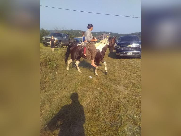 Missouri Foxtrotter Hengst 3 Jaar 140 cm Tobiano-alle-kleuren in Gainesville, MO