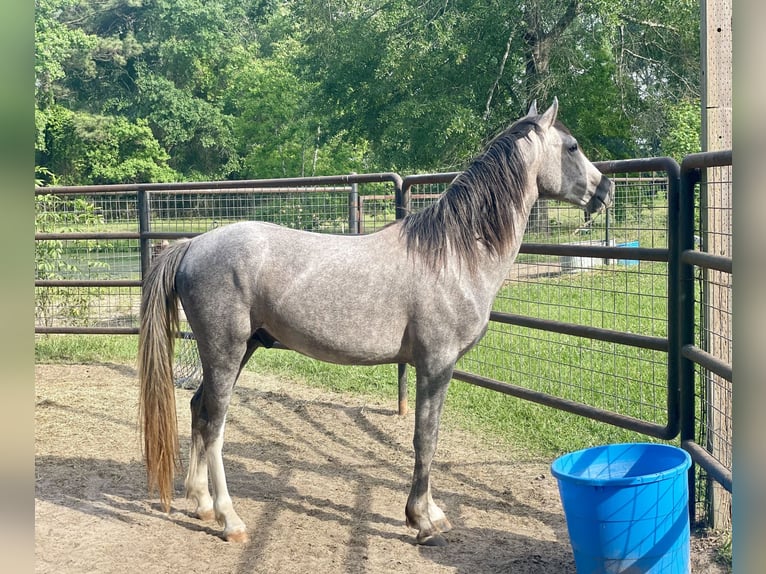 Missouri Foxtrotter Mix Hengst 3 Jaar 142 cm Blauwschimmel in Cleveland
