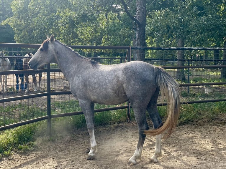 Missouri Foxtrotter Mix Hengst 3 Jaar 142 cm Blauwschimmel in Cleveland