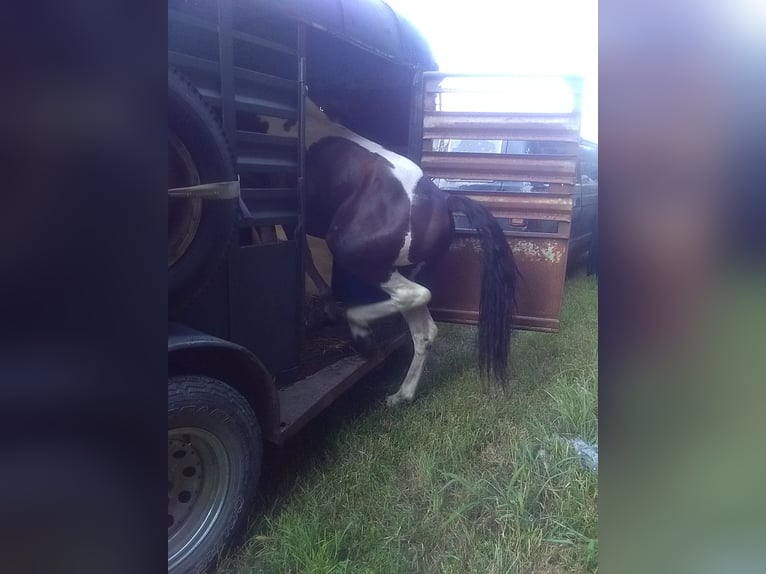 Missouri Foxtrotter Hengst 3 Jahre 140 cm Tobiano-alle-Farben in Gainesville, MO