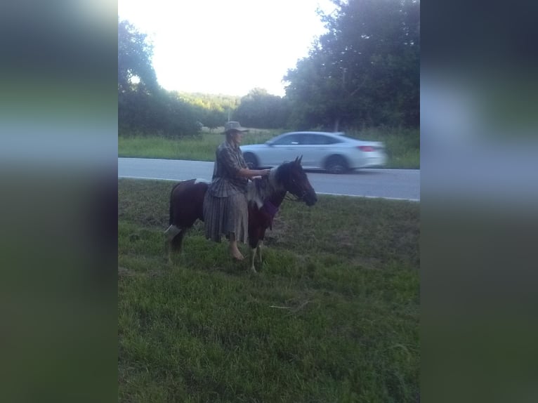 Missouri Foxtrotter Hengst 3 Jahre 140 cm Tobiano-alle-Farben in Gainesville, MO
