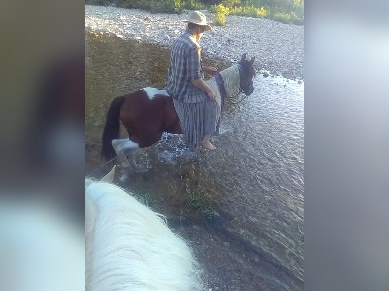 Missouri Foxtrotter Hengst 3 Jahre 140 cm Tobiano-alle-Farben in Gainesville, MO