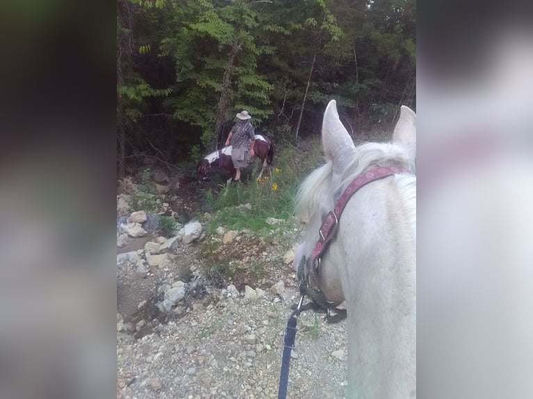 Missouri Foxtrotter Hengst 3 Jahre 140 cm Tobiano-alle-Farben in Gainesville, MO