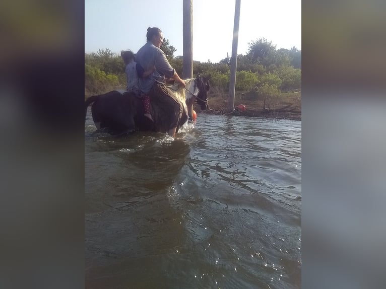 Missouri Foxtrotter Hengst 3 Jahre 140 cm Tobiano-alle-Farben in Gainesville, MO