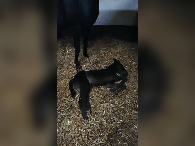 Missouri Foxtrotter Hengst 4 Jaar 151 cm Palomino in Winterwerb
