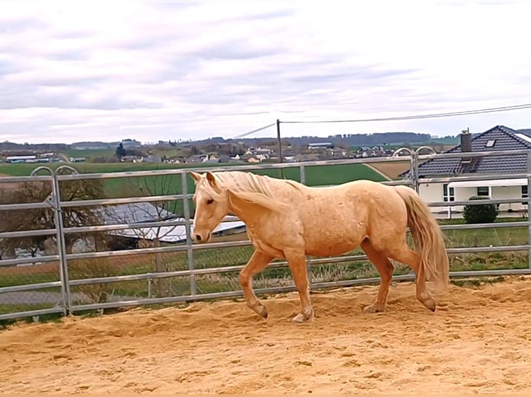 Missouri Foxtrotter Hengst 4 Jahre 151 cm Palomino in Winterwerb