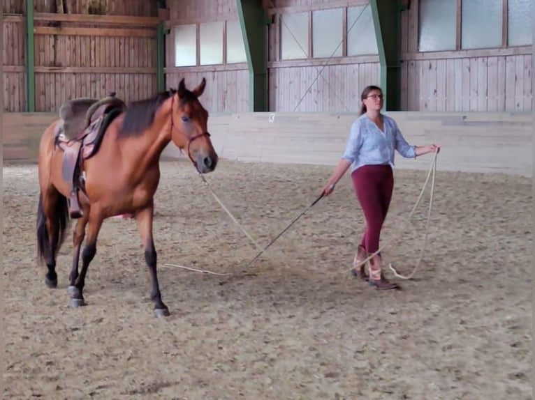 Missouri Foxtrotter Hengst 4 Jahre 156 cm Brauner in Aying
