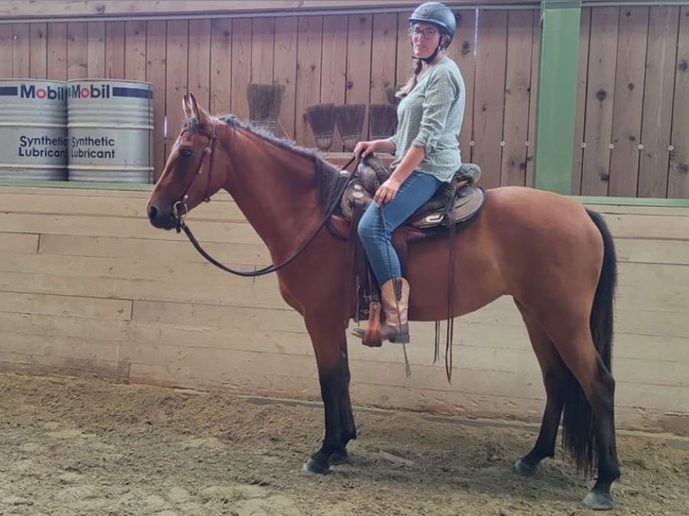 Missouri Foxtrotter Hengst 4 Jahre 156 cm Brauner in Aying