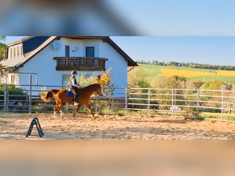 Missouri Foxtrotter Hengst Fuchs in Winterwerb