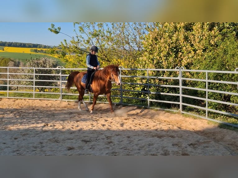 Missouri Foxtrotter Hengst Fuchs in Winterwerb