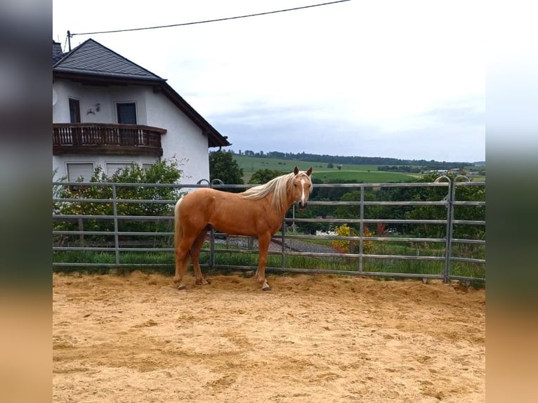 Missouri Foxtrotter Hengst Palomino in Winterwerb