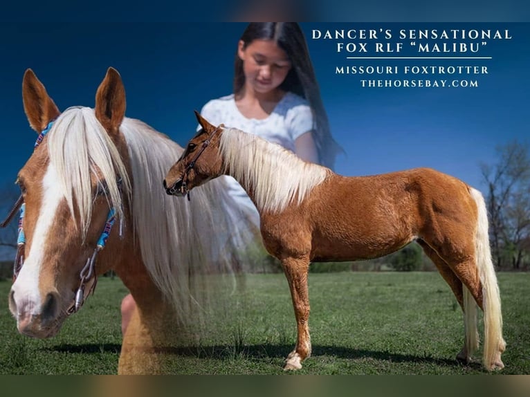 Missouri Foxtrotter Hongre 10 Ans 150 cm Palomino in Sparta, MO