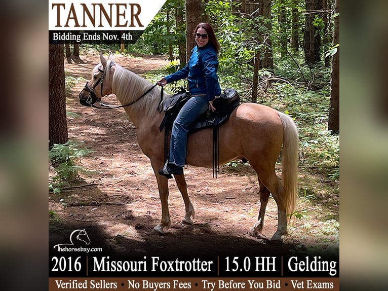 Missouri Foxtrotter Hongre 10 Ans 152 cm Palomino in Glenmoore, PA