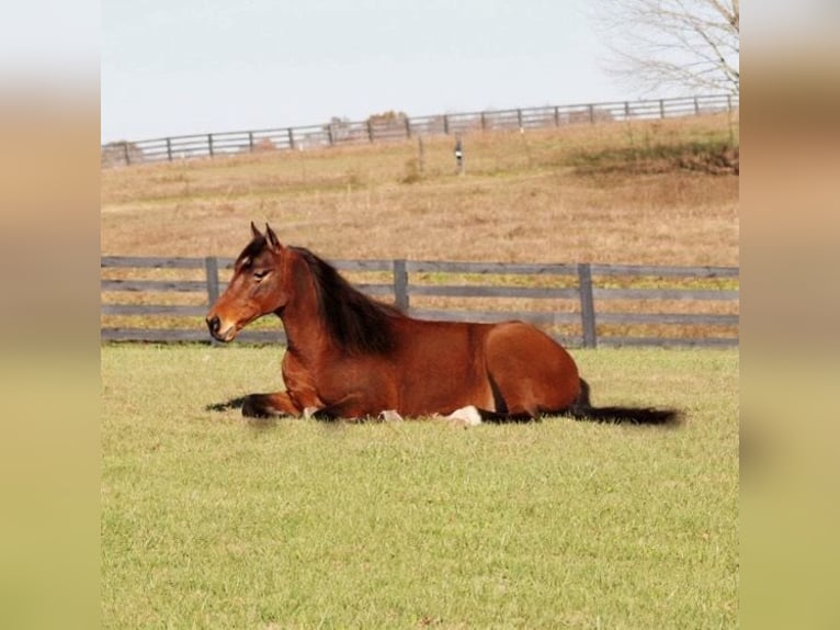 Missouri Foxtrotter Hongre 10 Ans 155 cm Bai cerise in Yosemite, KY