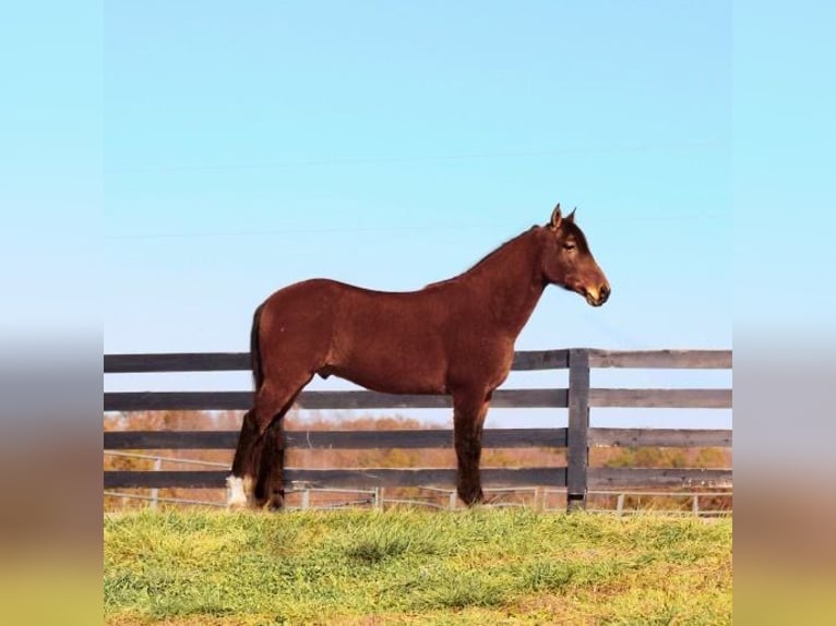 Missouri Foxtrotter Hongre 10 Ans 155 cm Bai cerise in Yosemite, KY