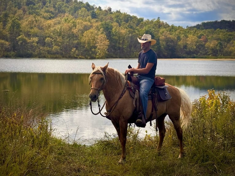 Missouri Foxtrotter Hongre 10 Ans 155 cm Palomino in Rogersville, MO