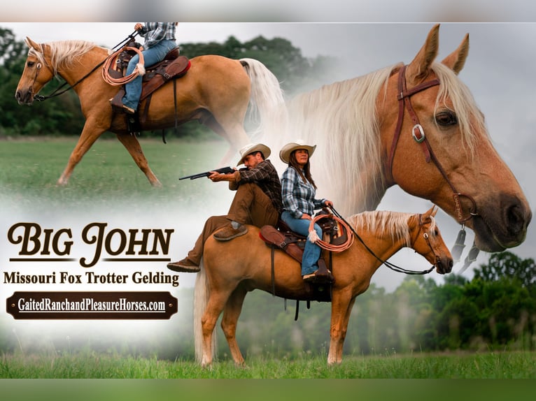 Missouri Foxtrotter Hongre 10 Ans 155 cm Palomino in Rogersville, MO