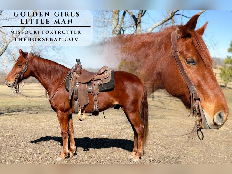 Missouri Foxtrotter Hongre 11 Ans 150 cm Alezan cuivré in Houston, MO