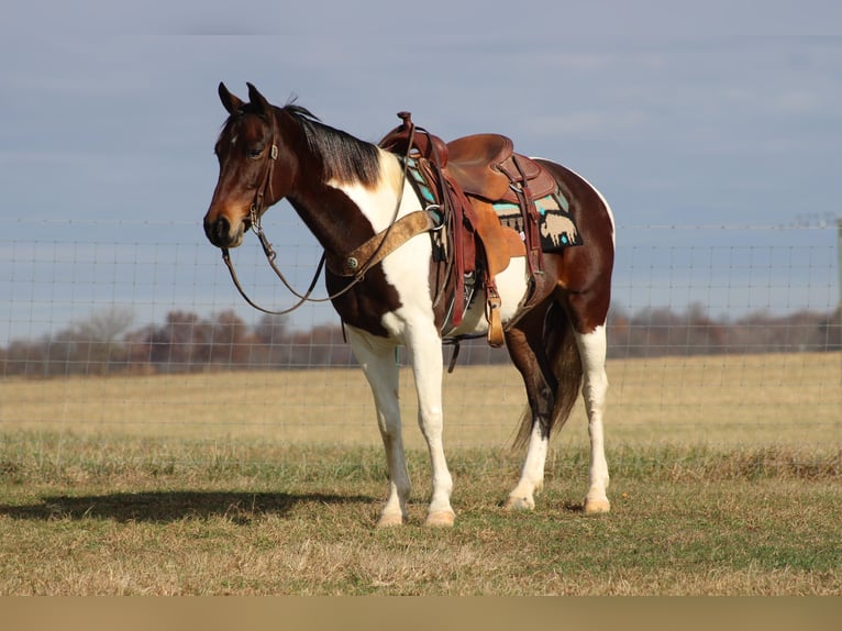 Missouri Foxtrotter Hongre 11 Ans Bai cerise in sanora Ky