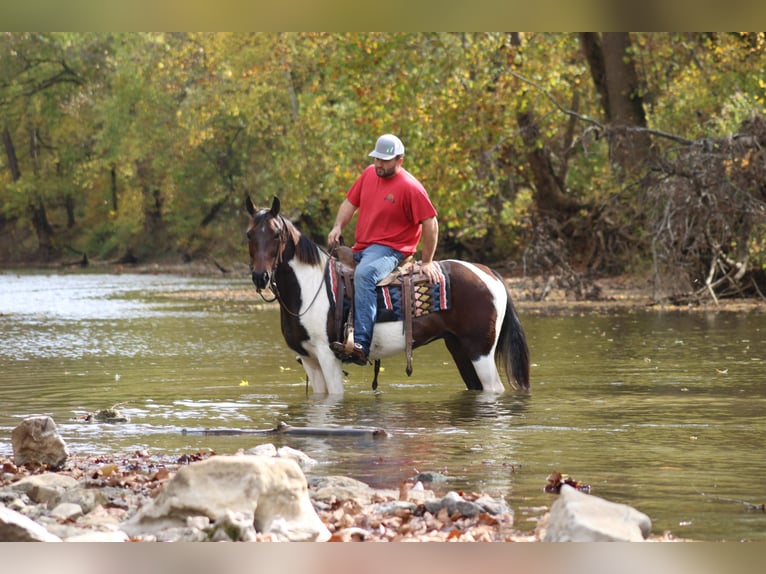 Missouri Foxtrotter Hongre 11 Ans Bai cerise in sanora Ky