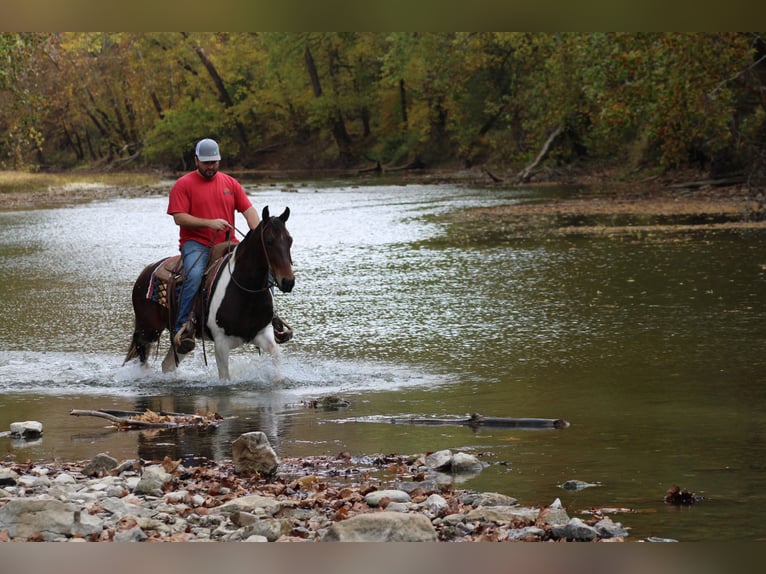 Missouri Foxtrotter Hongre 11 Ans Bai cerise in sanora Ky