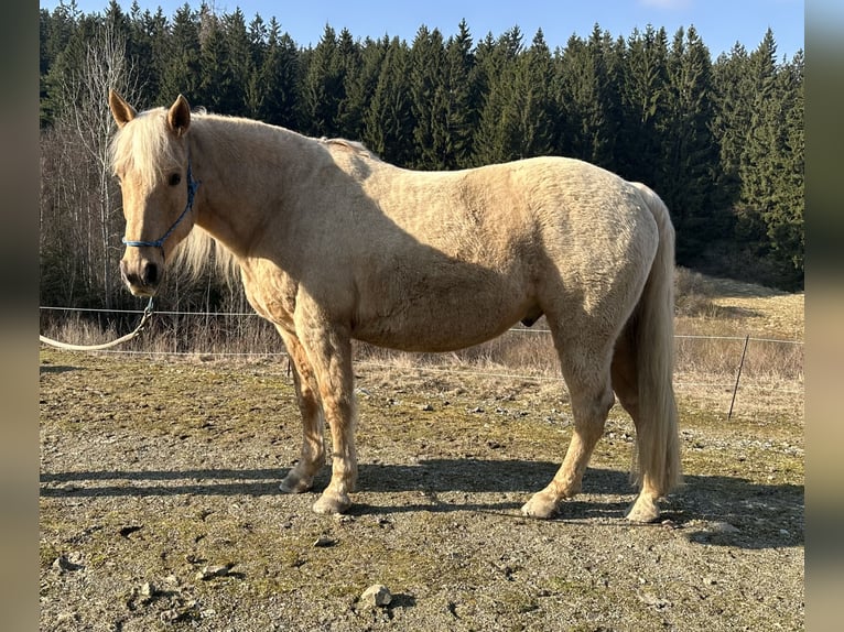 Missouri Foxtrotter Hongre 12 Ans 153 cm Palomino in Naila