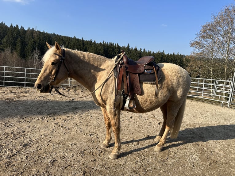 Missouri Foxtrotter Hongre 12 Ans 153 cm Palomino in Naila