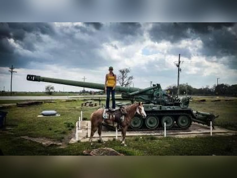 Missouri Foxtrotter Hongre 12 Ans 155 cm Rouan Rouge in Caddo OK