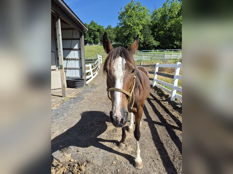 Missouri Foxtrotter Hongre 12 Ans Bai cerise in Blain, PA