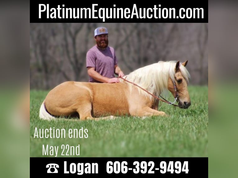 Missouri Foxtrotter Hongre 12 Ans Palomino in Crab Orchard Ky