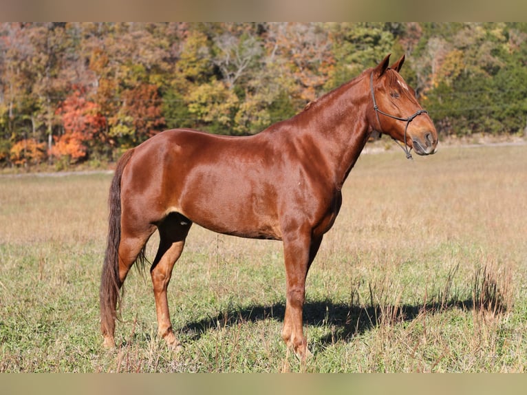 Missouri Foxtrotter Hongre 13 Ans 145 cm Alezan brûlé in Festus