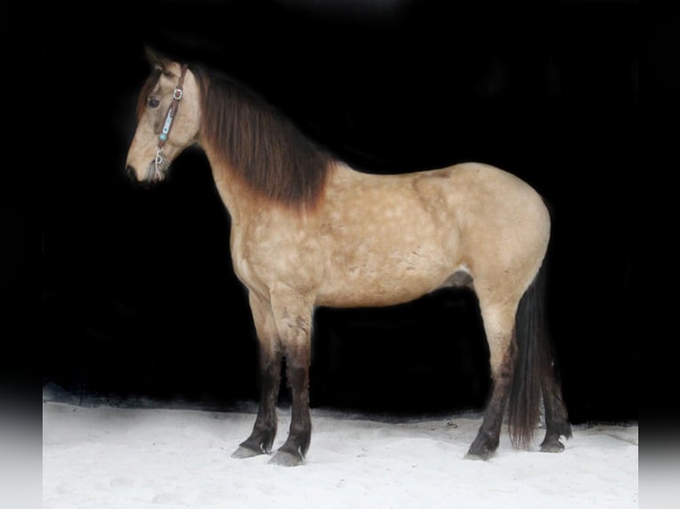 Missouri Foxtrotter Hongre 13 Ans 152 cm Buckskin in Whitley City, KY