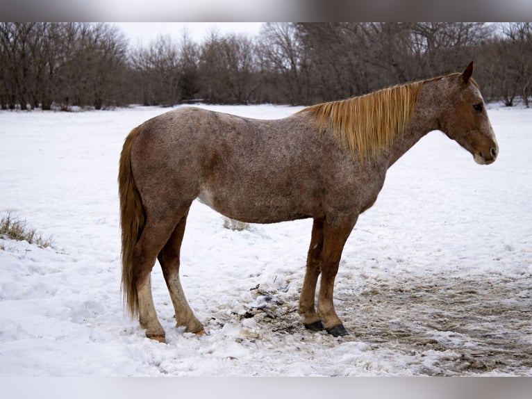 Missouri Foxtrotter Hongre 14 Ans 150 cm Rouan Rouge in Battle Creek
