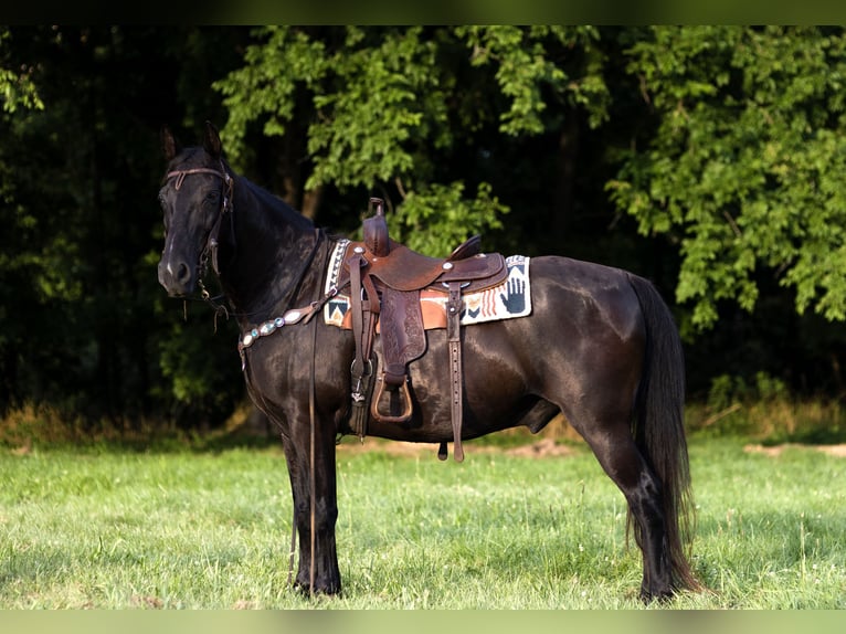 Missouri Foxtrotter Hongre 14 Ans 152 cm Noir in Marble Hill