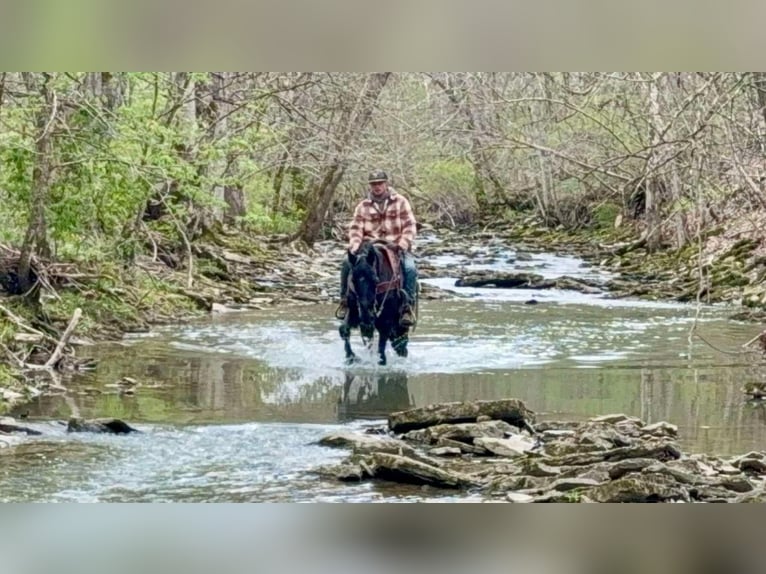 Missouri Foxtrotter Hongre 14 Ans Noir in Moscow OH