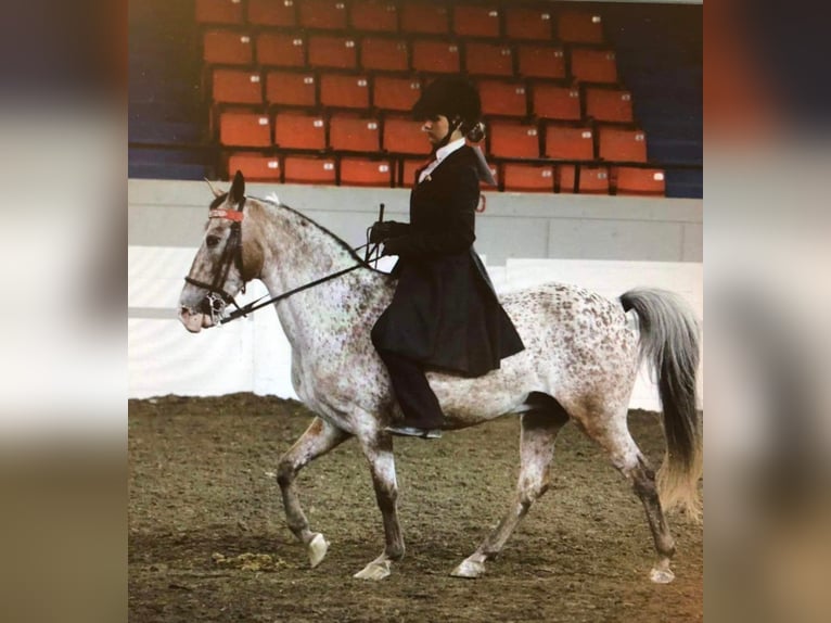 Missouri Foxtrotter Hongre 15 Ans 142 cm Alezan brûlé in Whitley City KY