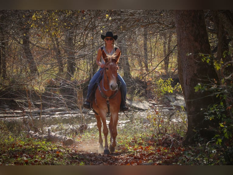 Missouri Foxtrotter Hongre 15 Ans in Flemingsburg KY