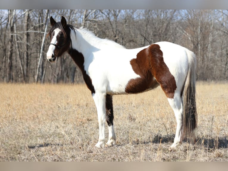 Missouri Foxtrotter Hongre 3 Ans 142 cm Tobiano-toutes couleurs in Festus