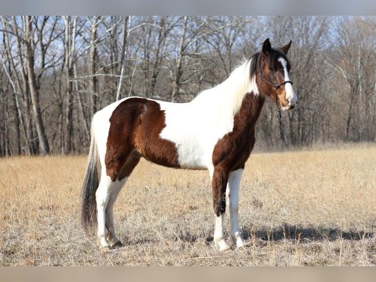 Missouri Foxtrotter Hongre 3 Ans 142 cm Tobiano-toutes couleurs in Festus