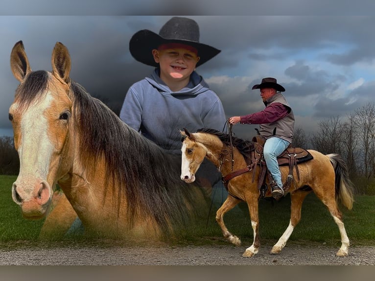 Missouri Foxtrotter Croisé Hongre 3 Ans 152 cm Buckskin in Mount Vernon, KY