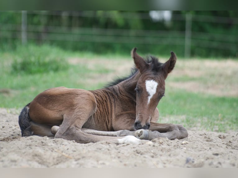 Missouri Foxtrotter Croisé Hongre 3 Ans 154 cm Bai brun in Ribbesb&#xFC;ttel