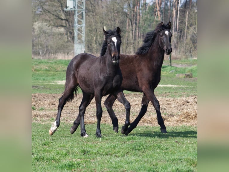 Missouri Foxtrotter Croisé Hongre 3 Ans 154 cm Bai brun in Ribbesb&#xFC;ttel