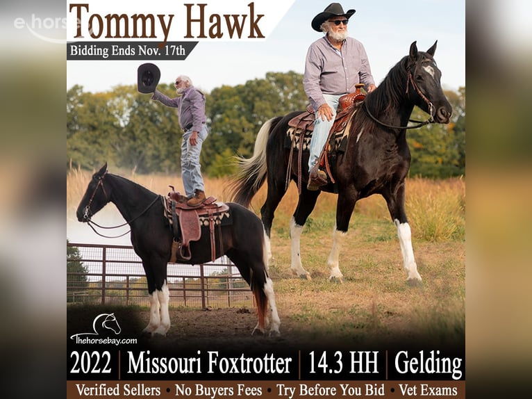 Missouri Foxtrotter Hongre 4 Ans 150 cm Noir in Marshfield, MO