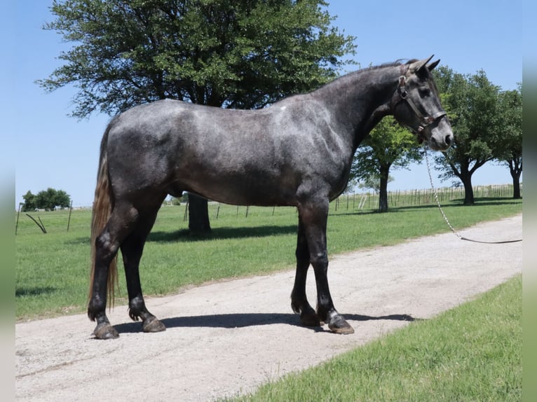 Missouri Foxtrotter Hongre 4 Ans 163 cm Rouan Bleu in Wichita Falls