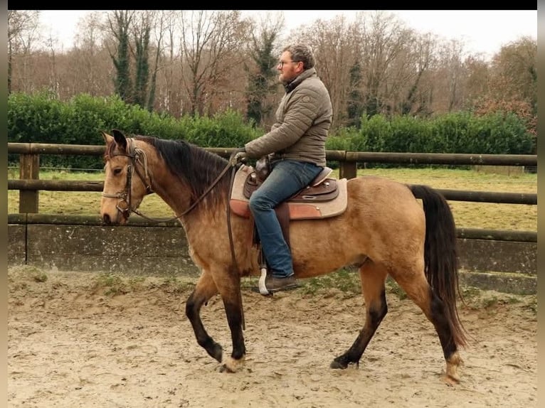 Missouri Foxtrotter Hongre 5 Ans 153 cm Isabelle in Königsfeld Missouri Foxtrotter Hongre 5 Ans 153 cm Isabelle in Königsfeld