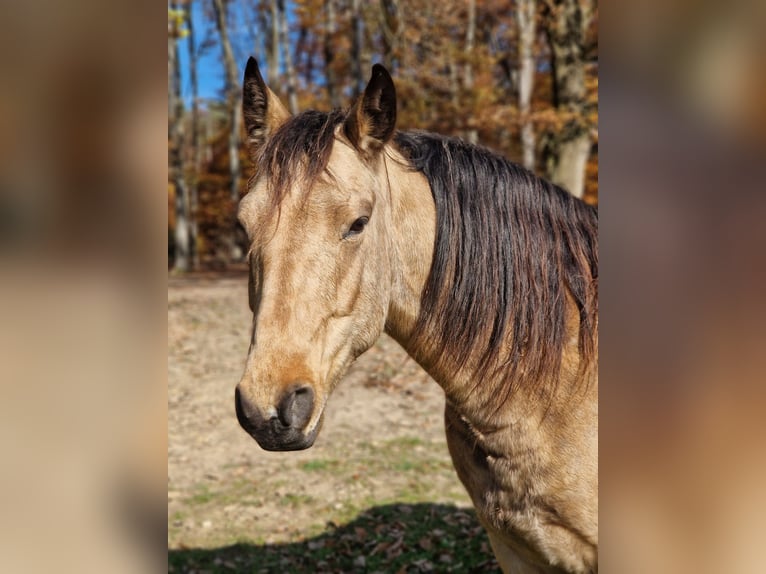 Missouri Foxtrotter Hongre 5 Ans 153 cm Isabelle in K&#xF6;nigsfeld