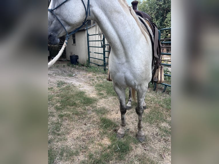 Missouri Foxtrotter Hongre 6 Ans 147 cm Gris in Paris