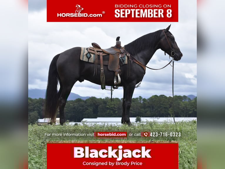 Missouri Foxtrotter Hongre 7 Ans 155 cm Noir in Cleveland